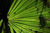 Backlit Palm Branch