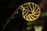 A Resurrection Fern