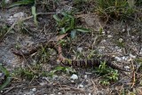 A Young Cottonmouth Water Moccasin (1413)