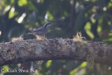 Giant Nuthatch