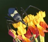 Yellow-banded Assassin Bug 黃帶犀獵椿象