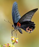 Great Mormon (male) 美蝶鳳 Papilio memnon