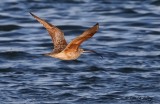 IMG_0009long billed curlew.jpg