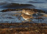 IMG_0020least sandpipers.jpg