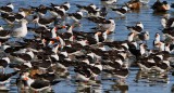 IMG_9588black skimmers.jpg