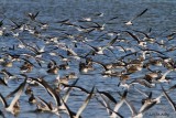 IMG_9619skimmers pintails.jpg