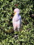IMG_9669cattle egret.jpg
