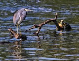 IMG_9703tricolored heron.jpg