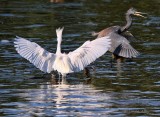 IMG_9709tricolored and egret.jpg