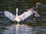 IMG_9709tricolored and  egret.jpg