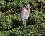 IMG_9720great blue heron.jpg