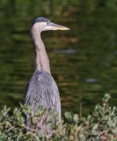 IMG_9798great blue heron.jpg