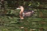 IMG_9827pied billed grebe.jpg