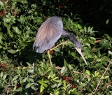 IMG_9833tri colored preen.jpg