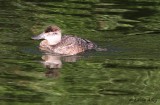 IMG_9888ruddy duck.jpg