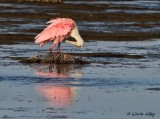 IMG_9924roseate spoonbill.jpg