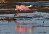 IMG_9936roseate spoonbill.jpg