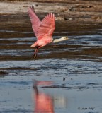 IMG_9937spoonbill.jpg