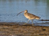 IMG_9980long billed curlew.jpg