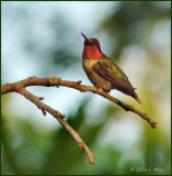 ruby-throated male