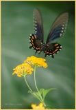 pipevine swallowtail male