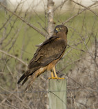 Swamp Harrier