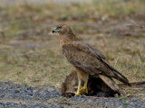 Swamp Harrier