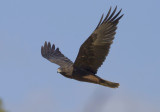 Swamp Harrier (juvenile)