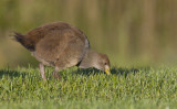 Tasmanian Native Hen (immature)