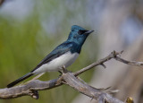 Satin Flycatcher (male)