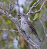 Grey Shrike-thrush