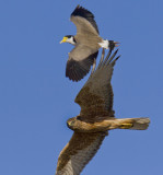 Swamp Harrier
