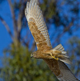 Swamp Harrier