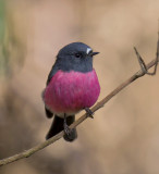 Pink Robin
