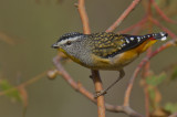 Spotted Pardalote