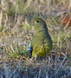 Blue-winged Parrot