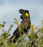 Yellow-tailed Black Cockatoo