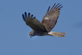 Swamp Harrier