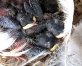 Tree Swallow nestlings