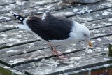 Great Black-Backed Gull banded on Appledore Island 11-Jul-2006