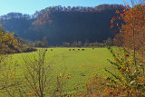 Hay in the field