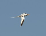 1. Red-billed Tropicbird - Phaethon aethereus