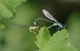 2. Ischnura evansi  - Evans Bluetail