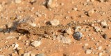4. Baluch Ground Gecko - Bunopus tuberculatus