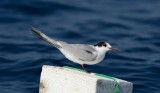 20. Common Tern - Sterna hirundo