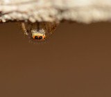 Salticidae sp.