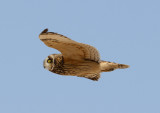 Short-eared Owl - Asio flammeus