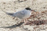 Common Tern breeding, Boco Chica beach, TX, 4-26-12, Ja_11007.jpg