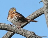 Fox Sparrow, Red or Taiga subspecies, Wichita Mountains NWR, Comanche, OK, 12-17-12, Ja_002251.jpg