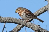 Fox Sparrow, Red or Taiga subspecies, Wichita Mountains NWR, Comanche, OK, 12-17-12, Ja_002255.jpg